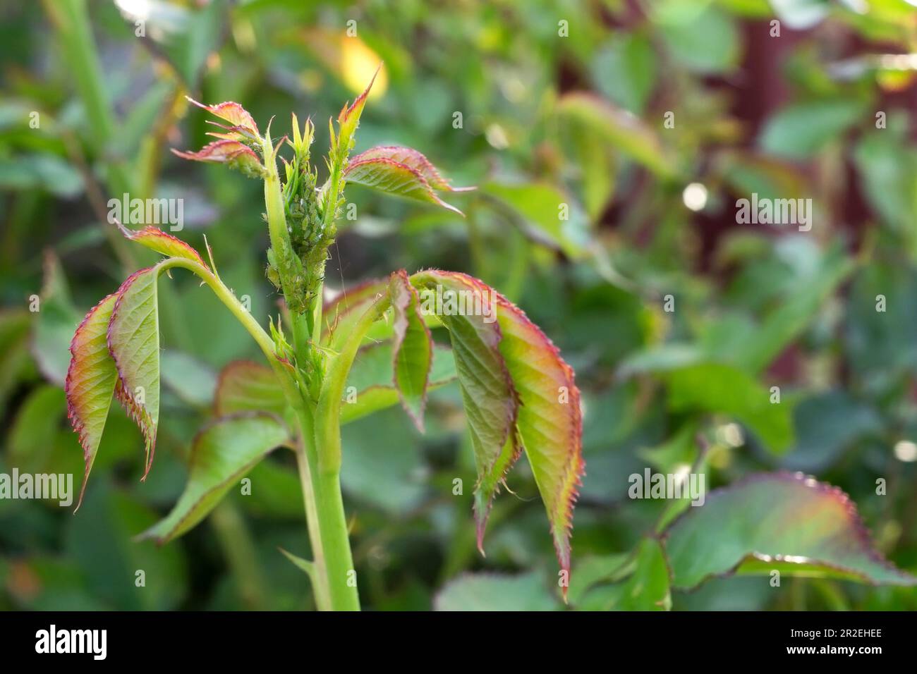 Pucerons sur les jeunes boutons de rose. Maladies, parasites, ravageurs des roses. Ravageur de jardin des plantes. Banque D'Images