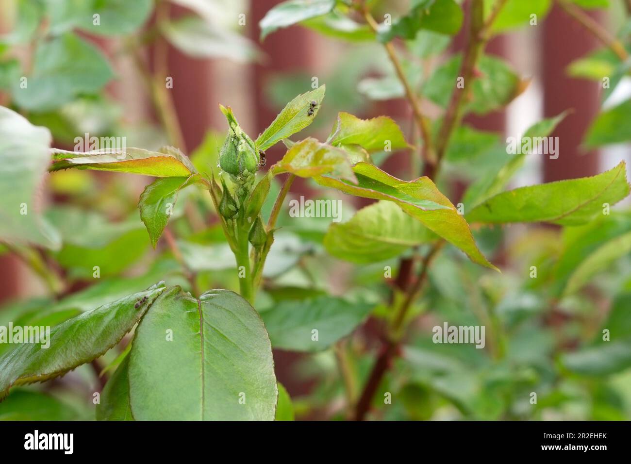 Pucerons sur les jeunes boutons de rose non soufflés. Maladies des roses. Parasites, insectes, ravageurs des plantes de jardin. Banque D'Images