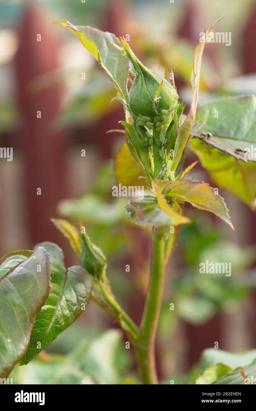 Pucerons et fourmis sur les jeunes boutons de rose non soufflés. Maladies des roses. Pucerons verts, mouche verte sur la plante. Gros plan. Banque D'Images