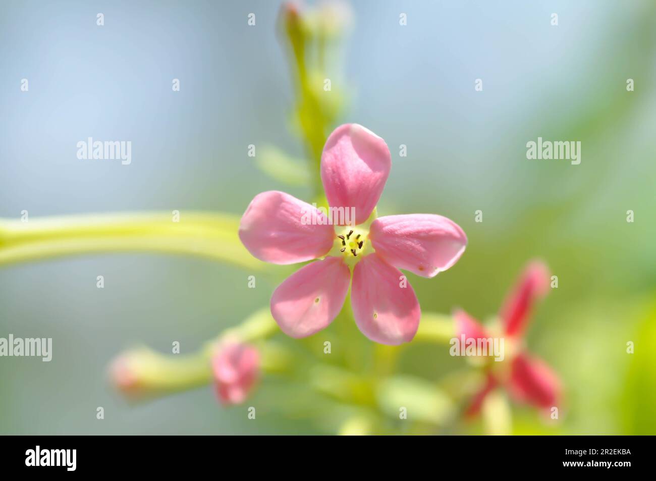 Quisqualis indica L, suckle au miel chinois ou Rangoon Creeper ou Sailor ivre ou plante COMBRETACEAE Banque D'Images