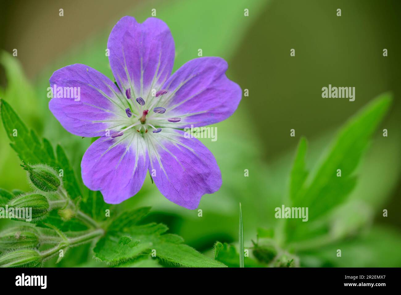 Floraison d'un crâne, Geranium pratense, montagnes du lac de Garde, Trentin, Italie Banque D'Images