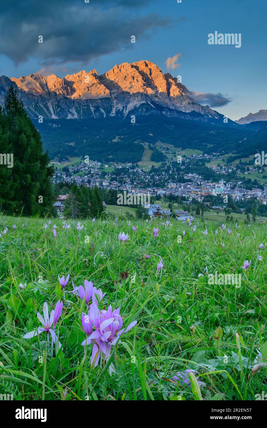 Prairie avec floraison automne intemporel devant Cortina d’Ampezzo et Cristallo groupe dans l’alpenglow, Cortina d’Ampezzo, Dolomites, UNESCO World HE Banque D'Images