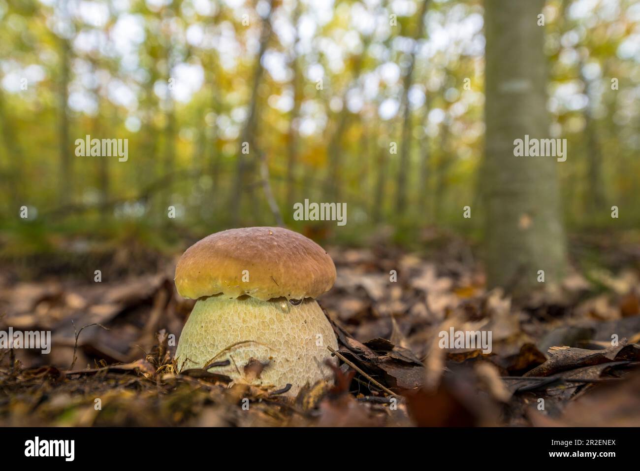Petit, bouletus fermé dans la forêt décidue de Buchenhain d'un point de vue bas, Allemagne, Brandebourg, Spreewald Banque D'Images