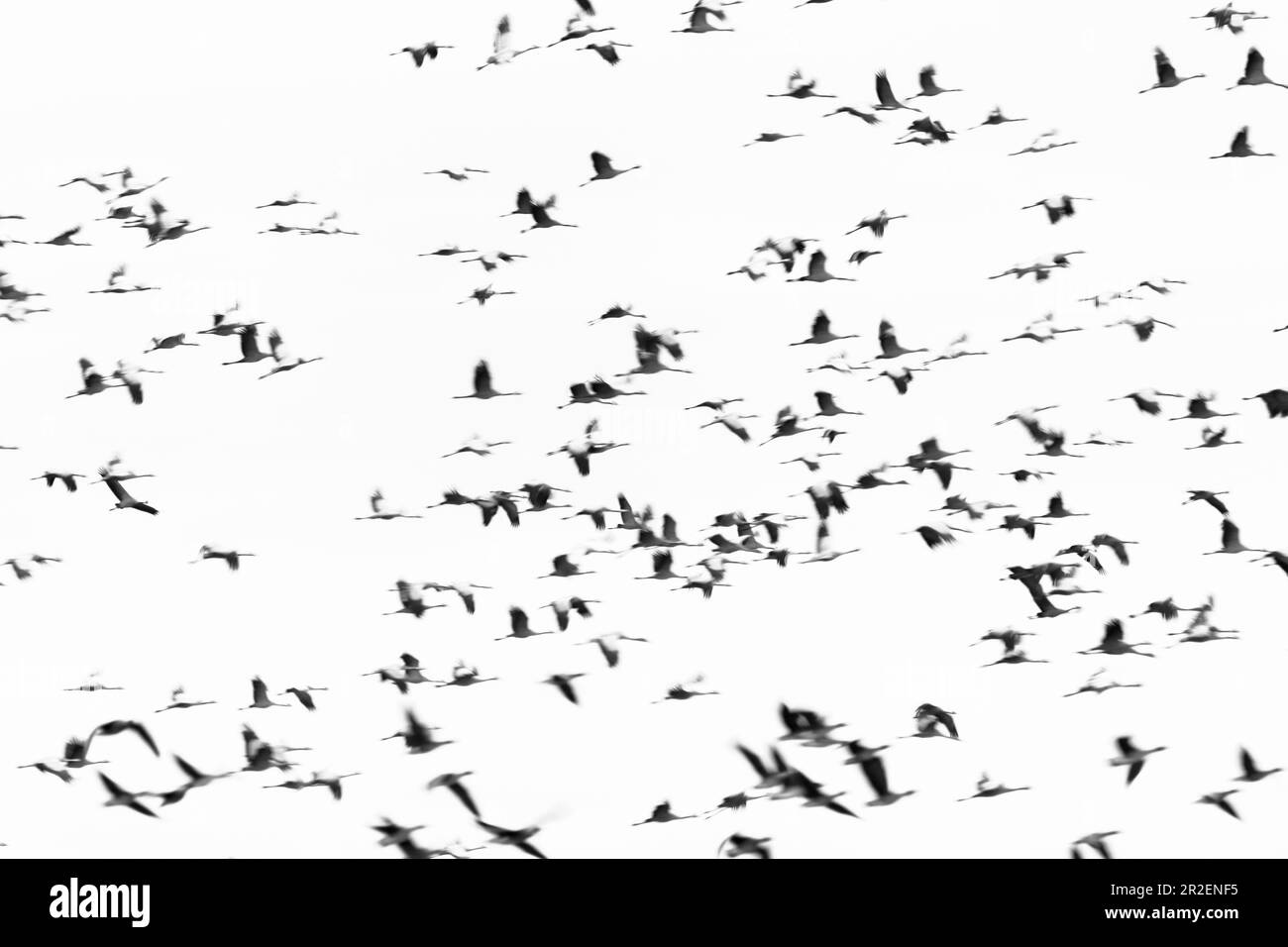 De nombreuses grues volent dans une formation chaotique dans le ciel. Se déplaçant immédiatement après le début des oiseaux. Conversion de l'image en noir et blanc Banque D'Images