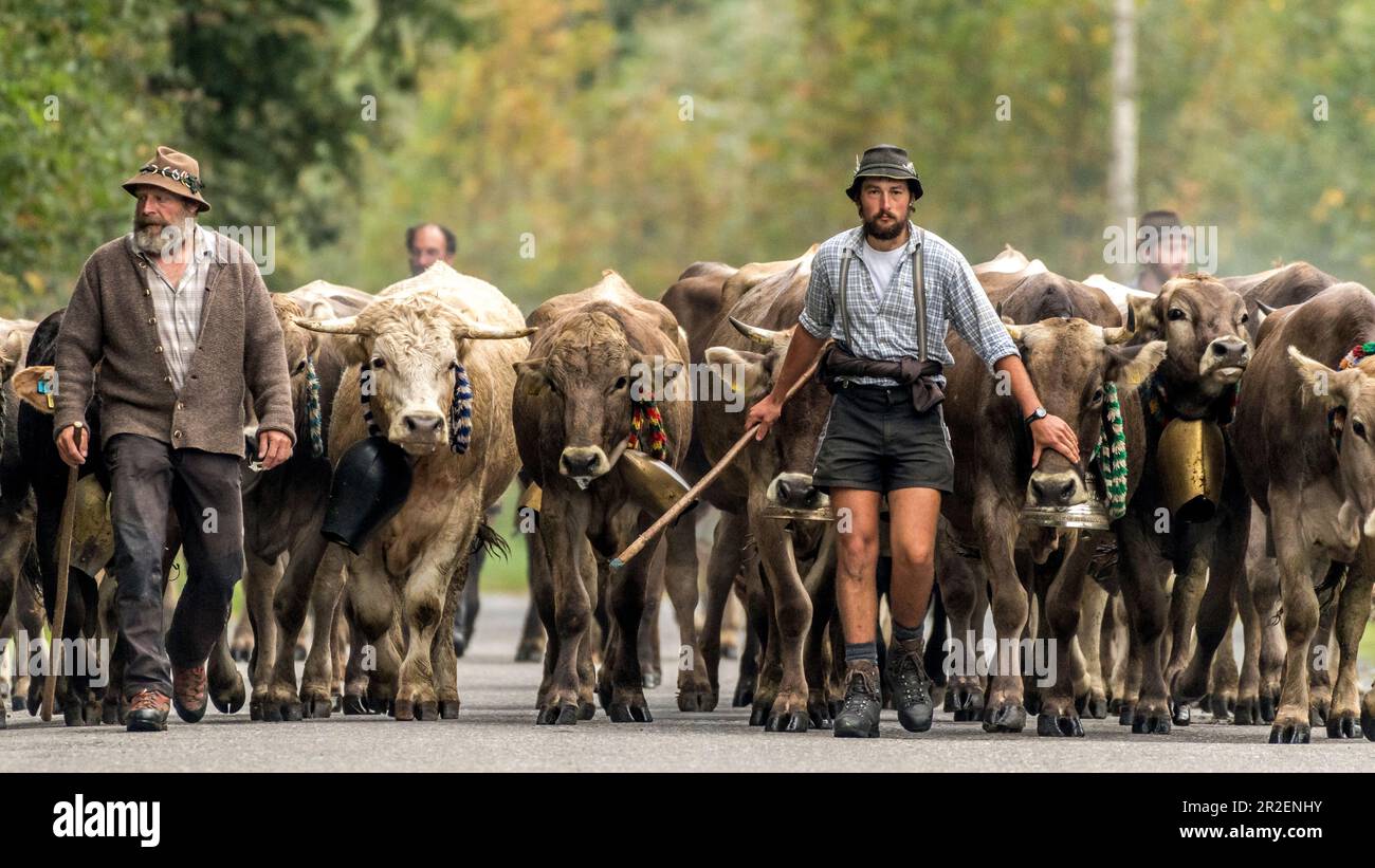 Des bergers et des vaches avec des cloches courent dans le troupeau sur des routes boisées dans les montagnes. Allemagne, Bavière, Oberallgäu, Oberstdorf Banque D'Images