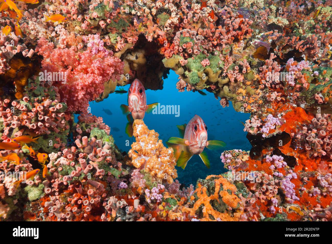 Grand poisson hussar d'épines, Sargocentron spiniferum, atoll de Malé du Sud, Océan Indien, Maldives Banque D'Images
