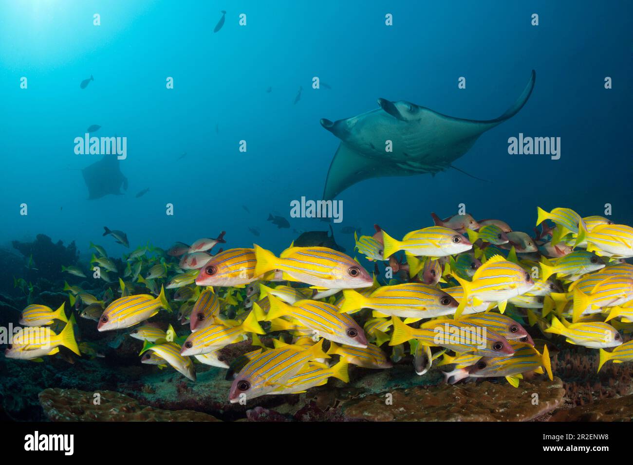 Reef Manta, Manta alfredi, Ari Atoll, Océan Indien, Maldives Banque D'Images