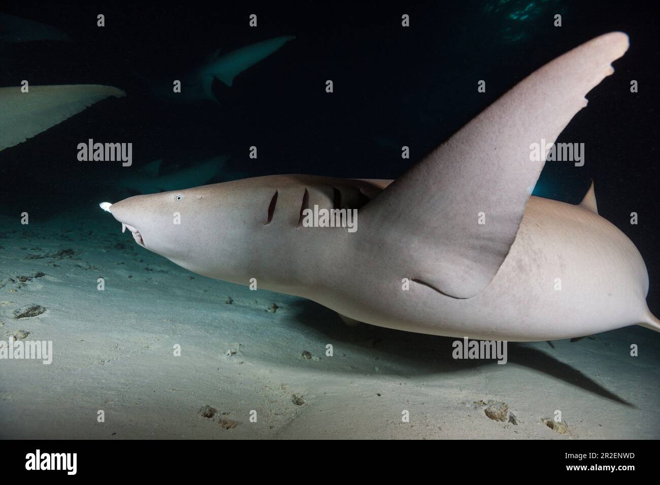 Infirmière requin de nuit, Nebrius ferrugineus, Atoll de Felidhu, Océan Indien, Maldives Banque D'Images