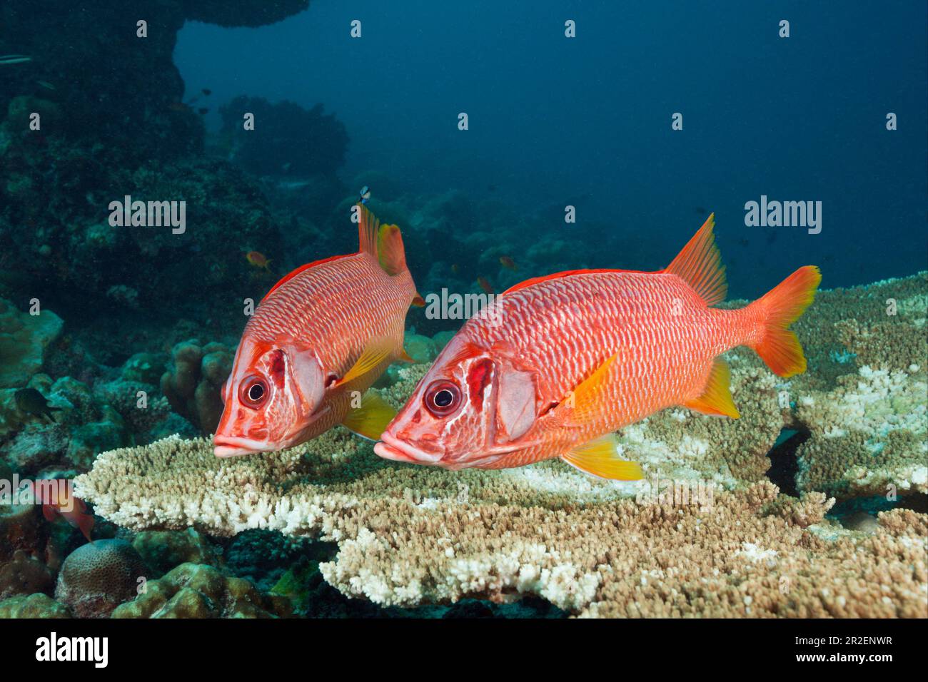 Gros poissons hussar d'épines, Sargocentron spiniferum, Atoll de Felidhu, Océan Indien, Maldives Banque D'Images