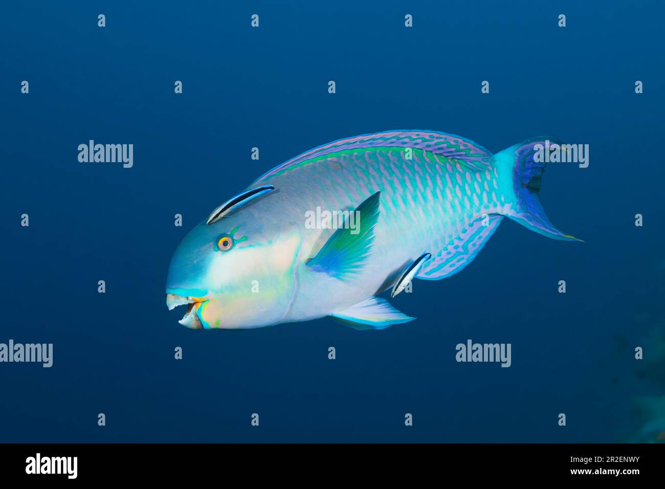 Parrotfish indien à bosse, Scarus strongylocephalus, Atoll de Felidhu, Océan Indien, Maldives Banque D'Images