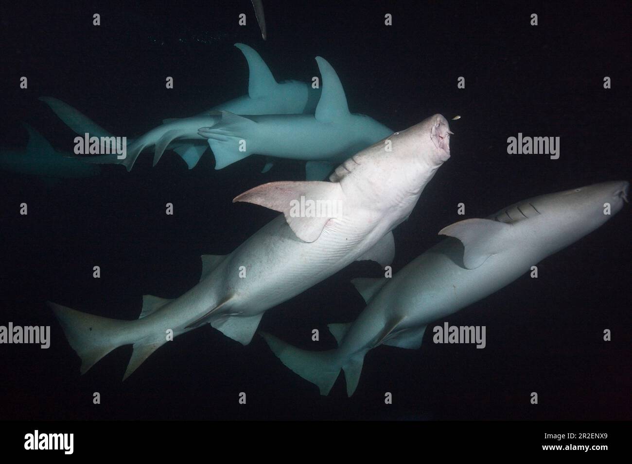 La nuit, les requins nourrices, Nebrius ferrugineus, Felidhu Atoll, Océan Indien, Maldives Banque D'Images