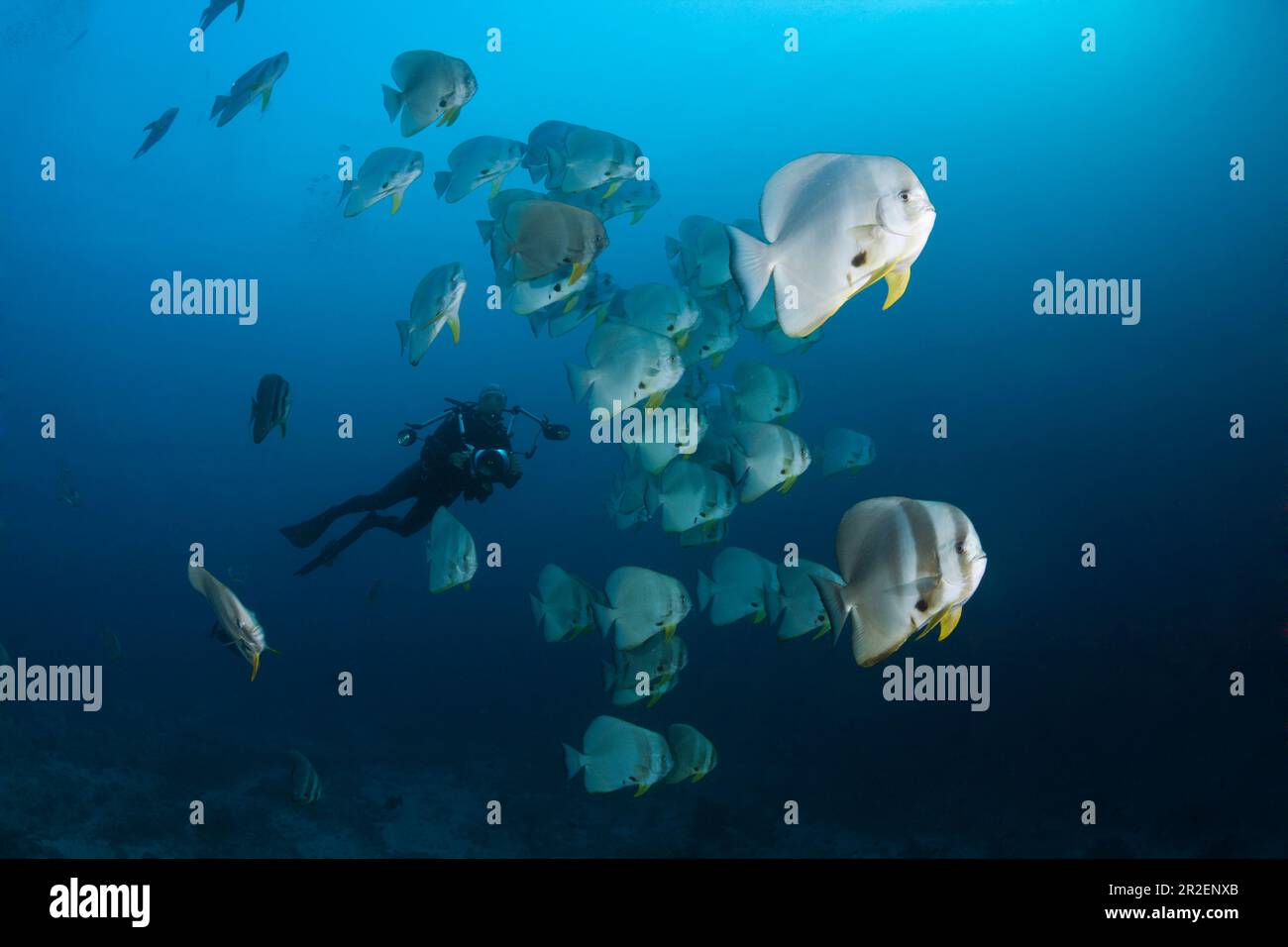 Shoal de poisson-de-mer à longue nageoire, Platax teira, Ari Atoll, Océan Indien, Maldives Banque D'Images