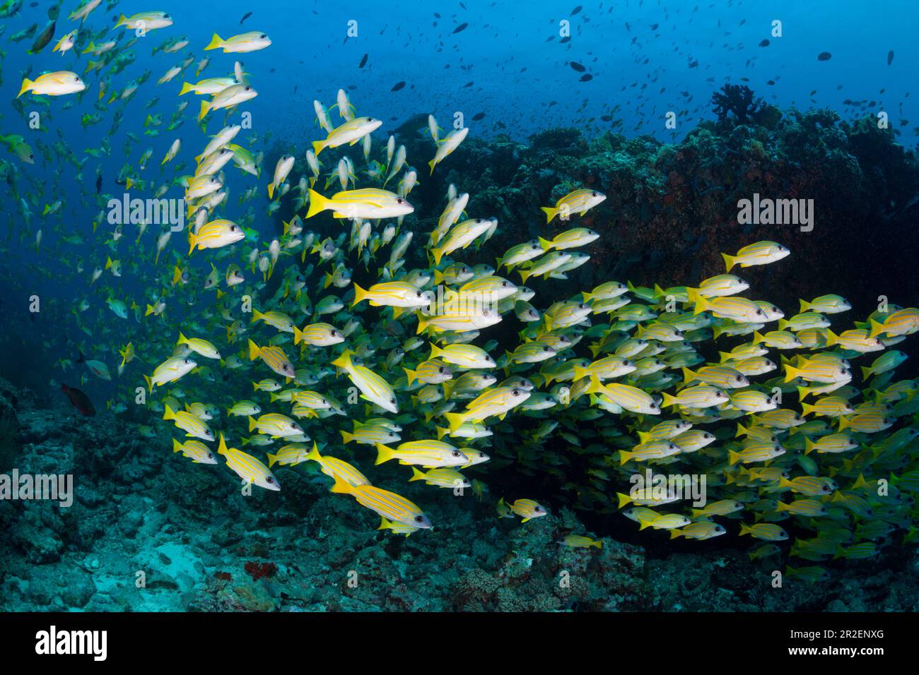 Shoal of Blue-Striped Snappers, Lutjanus kasmira, Ari Atoll, Océan Indien, Maldives Banque D'Images