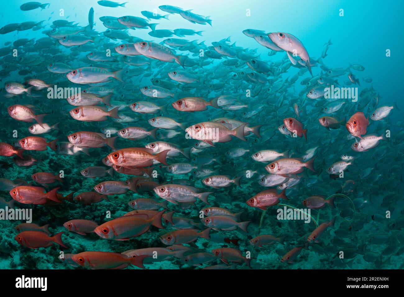 Shoal of Reef Bigeye, Priacanthus hamrur, Ari Atoll, Océan Indien, Maldives Banque D'Images