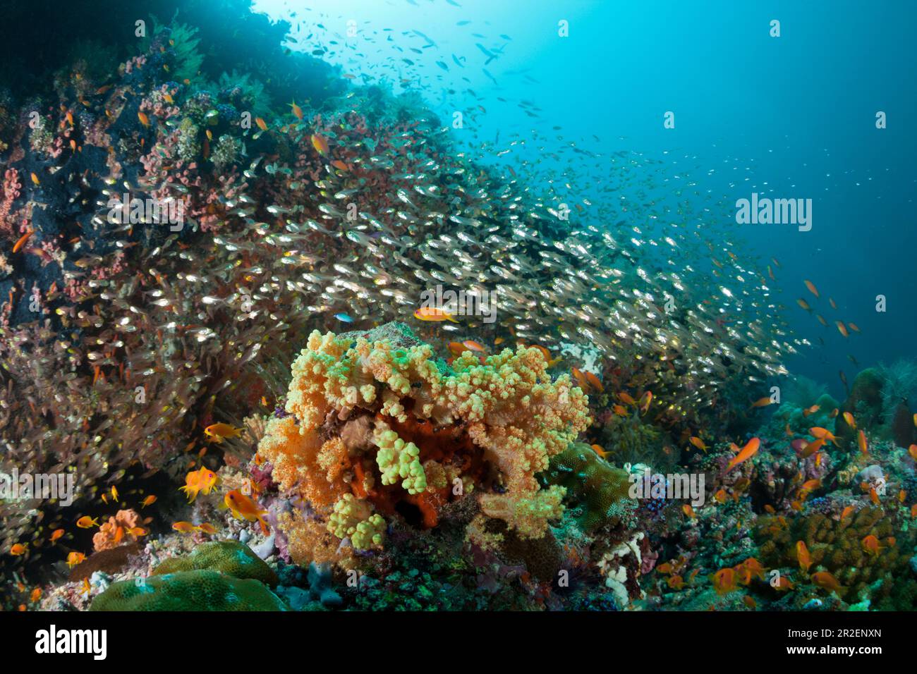 Shoal de poissons de verre sur le récif, Parapriacanthus randonneti, Ari Atoll, Océan Indien, Maldives Banque D'Images