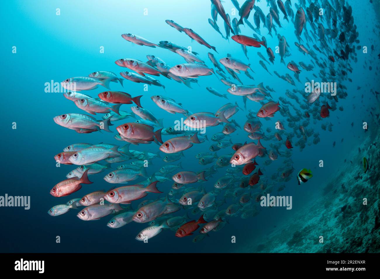 Shoal of Reef Bigeye, Priacanthus hamrur, Ari Atoll, Océan Indien, Maldives Banque D'Images