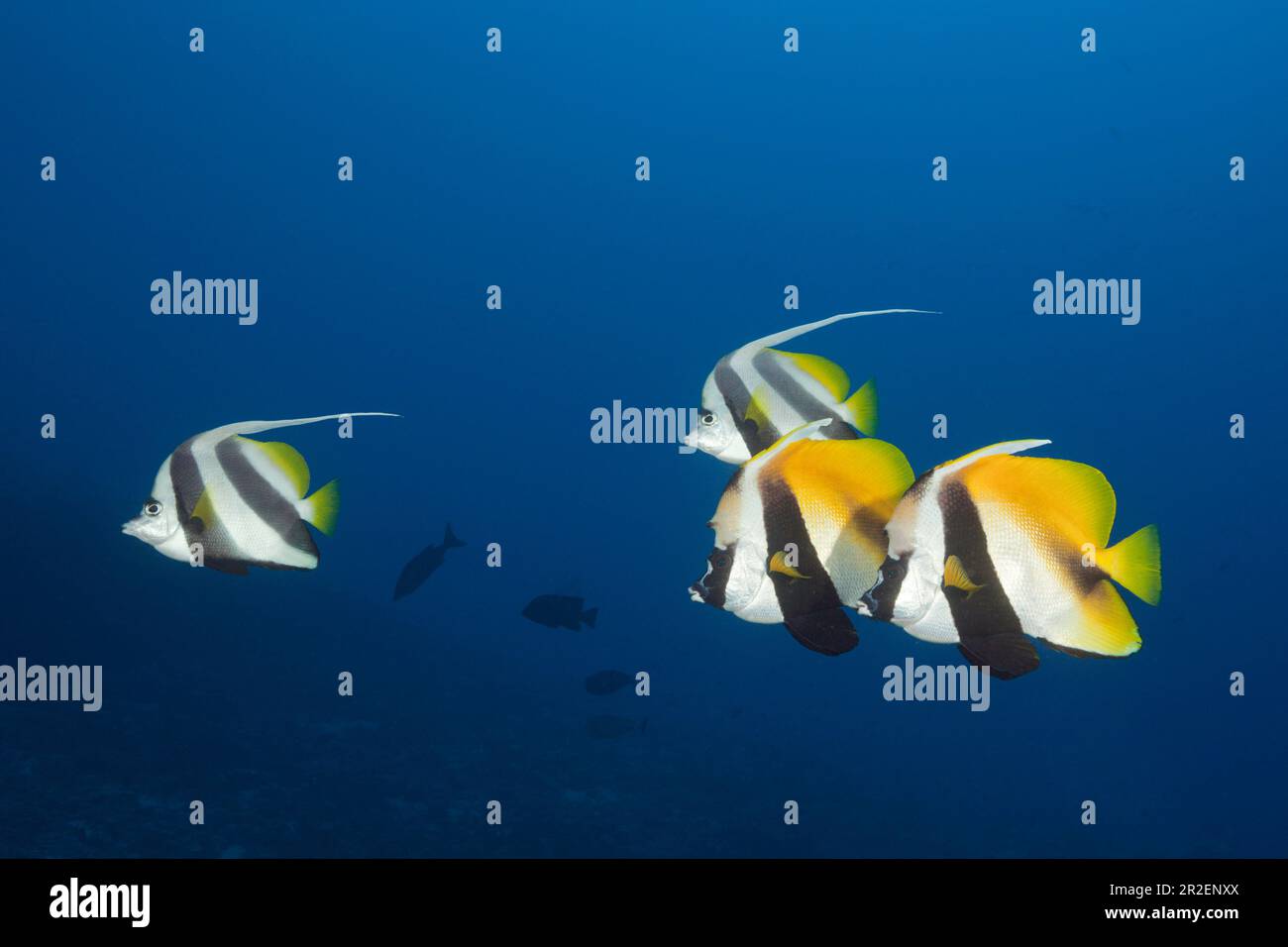 Bannerfish masqué et école bannerfish, Heniochus monoceros, South Male Atoll, Océan Indien, Maldives Banque D'Images