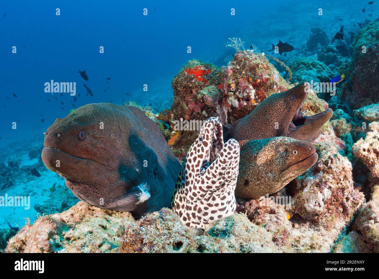 Muraènes géants et grosse Netzmuraene, Gymnothorax javanicus, Gymnothorax favagineus, atoll mâle du Nord, Océan Indien, Maldives Banque D'Images