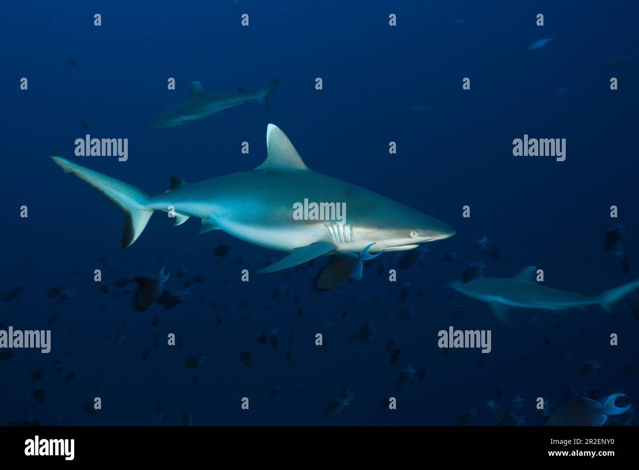 Requins de récif gris, Carcharhinus amblyrhynchos, Atoll de Felidhu, Océan Indien, Maldives Banque D'Images