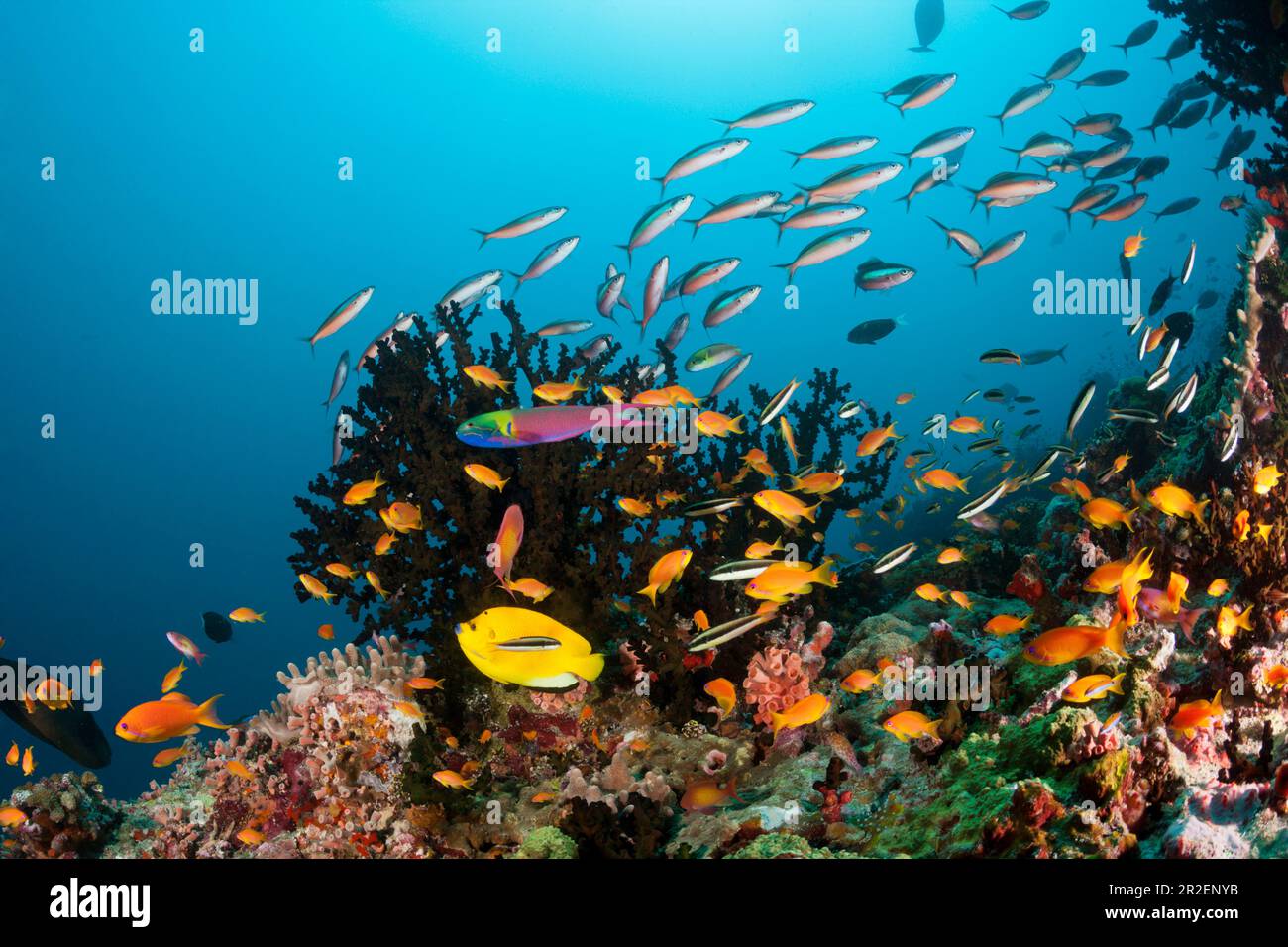 Récif de corail coloré, Ari Atoll, Océan Indien, Maldives Banque D'Images