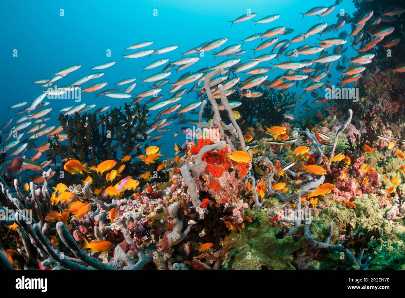 Récif de corail coloré, Ari Atoll, Océan Indien, Maldives Banque D'Images