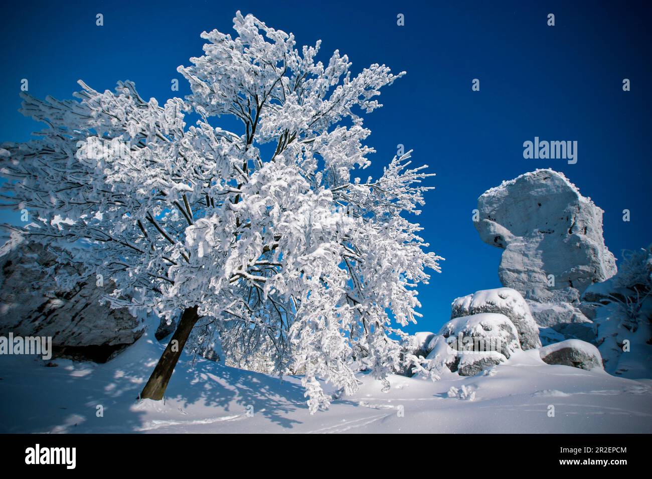 Arbres dans le château médiéval d'Ogrodzieniec, Silésie Voivodeship en Pologne, Europe Banque D'Images