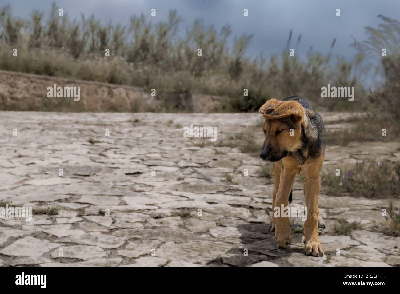 Joli jeune chien errant à Augusta, province de Syracuse, Sicile, Italie Banque D'Images