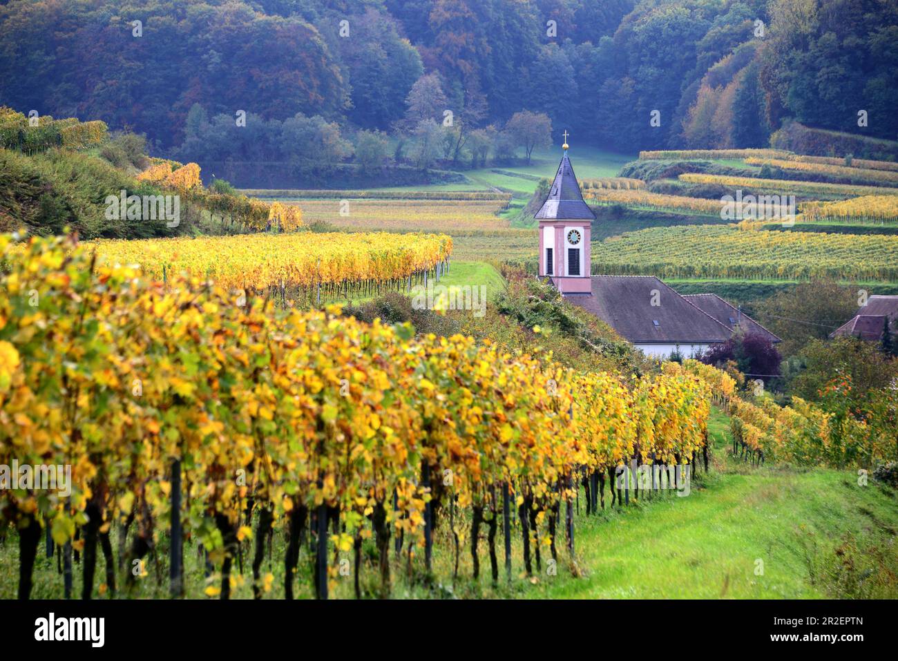 Champs de vin d'automne et église à Altvogtsburg am Kaiserstuhl près de Fribourg, Bade-Wurtemberg, Allemagne Banque D'Images