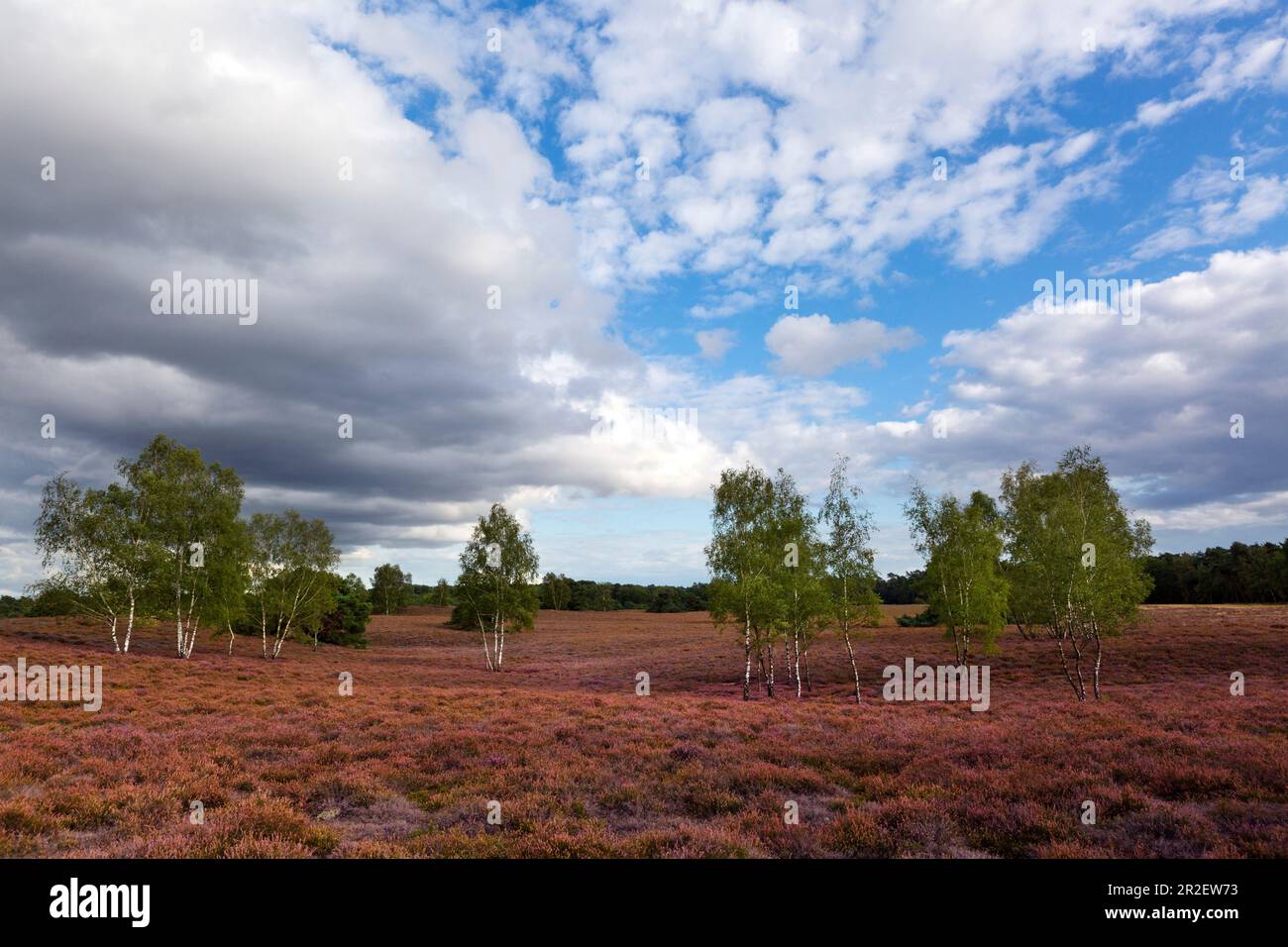 Bouleau, bruyère dans l'Heide de Westruper, Münsterland, Rhénanie-du-Nord-Westphalie, Allemagne Banque D'Images