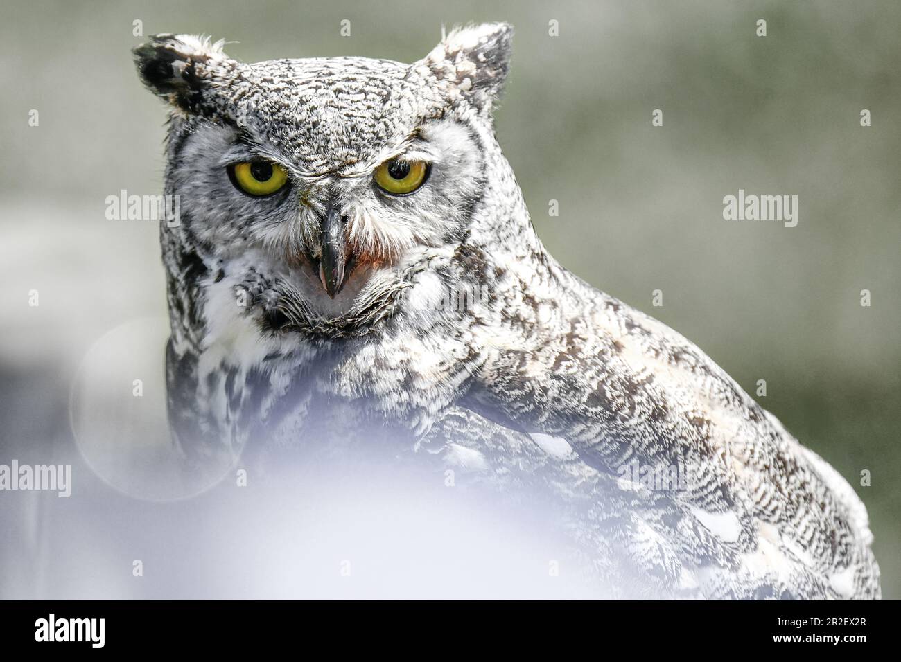 Gros plan d'un hibou de montagne regardant directement la caméra. Grouse Mountain; Vancouver; Canada Banque D'Images
