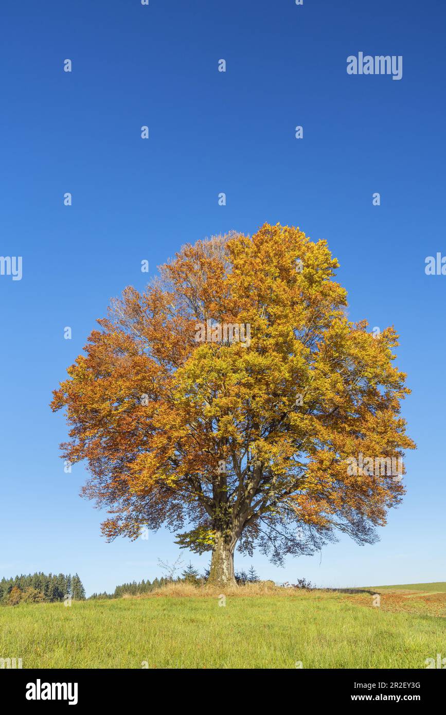 Hêtre en automne près de Penzberg, Pfaffenwinkel, haute-Bavière, Bavière, sud de l'Allemagne, Allemagne, Europe Banque D'Images