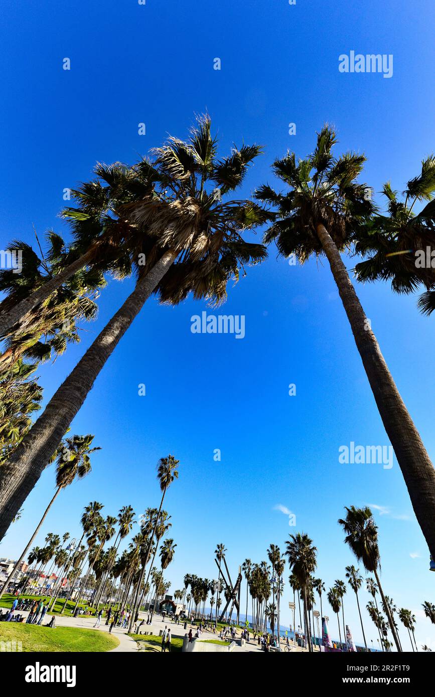 Palmiers et installations de loisirs dans un parc sur Venice Beach, Californie, Etats-Unis Banque D'Images Palmiers et installations de loisirs dans un parc sur Venice Beach, Californie, Etats-Unis Banque D'Images