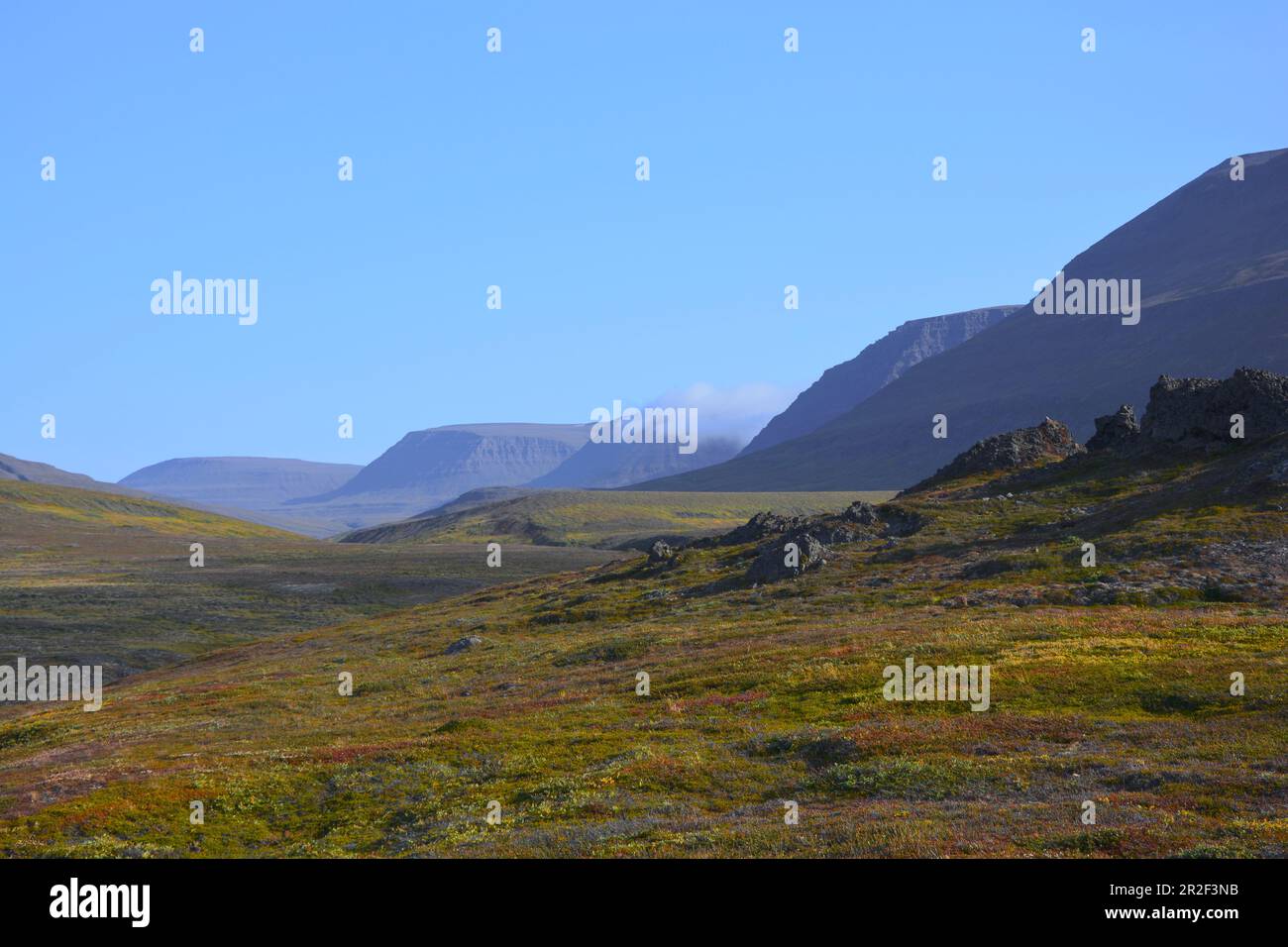 Paysage de montagne à Qeqertarsuaq sur l'île Disko, dans l'ouest du Groenland; buissons à faible teneur en herbes et nains aux couleurs de l'automne; terrain rocheux et vallonné à l'avant Banque D'Images