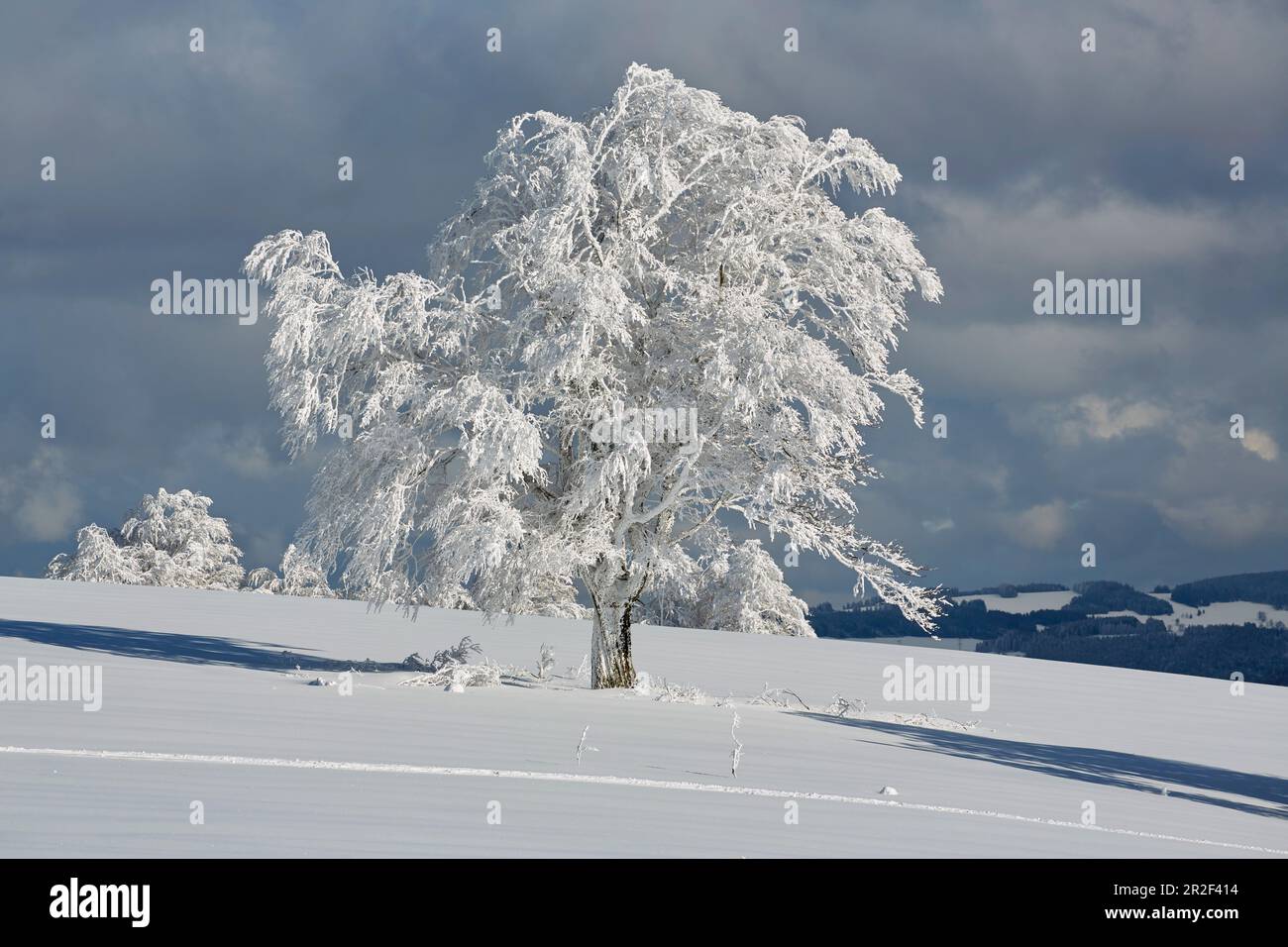 Hêtre vent enneigé sur le Schauinsland, Forêt Noire du Sud, Forêt Noire, Bade-Wurtemberg, Allemagne, Europe Banque D'Images