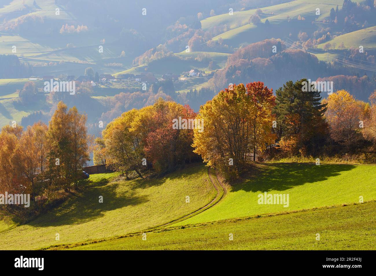 Jour d'automne à Holzer Kreuz im Wiesental, Forêt-Noire du sud, Forêt-Noire, Bade-Wurtemberg, Allemagne, Europe Banque D'Images
