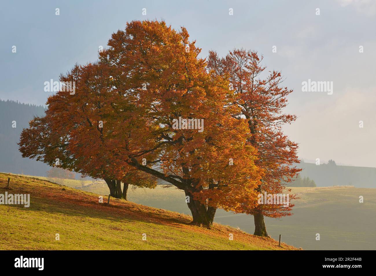 Hêtre vent au Schauinsland en automne, Forêt Noire du sud, Forêt Noire, Bade-Wurtemberg, Allemagne, Europe Banque D'Images