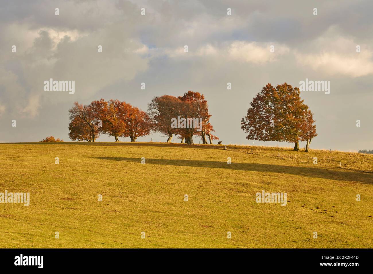 Hêtre vent au Schauinsland en automne, Forêt Noire du sud, Forêt Noire, Bade-Wurtemberg, Allemagne, Europe Banque D'Images