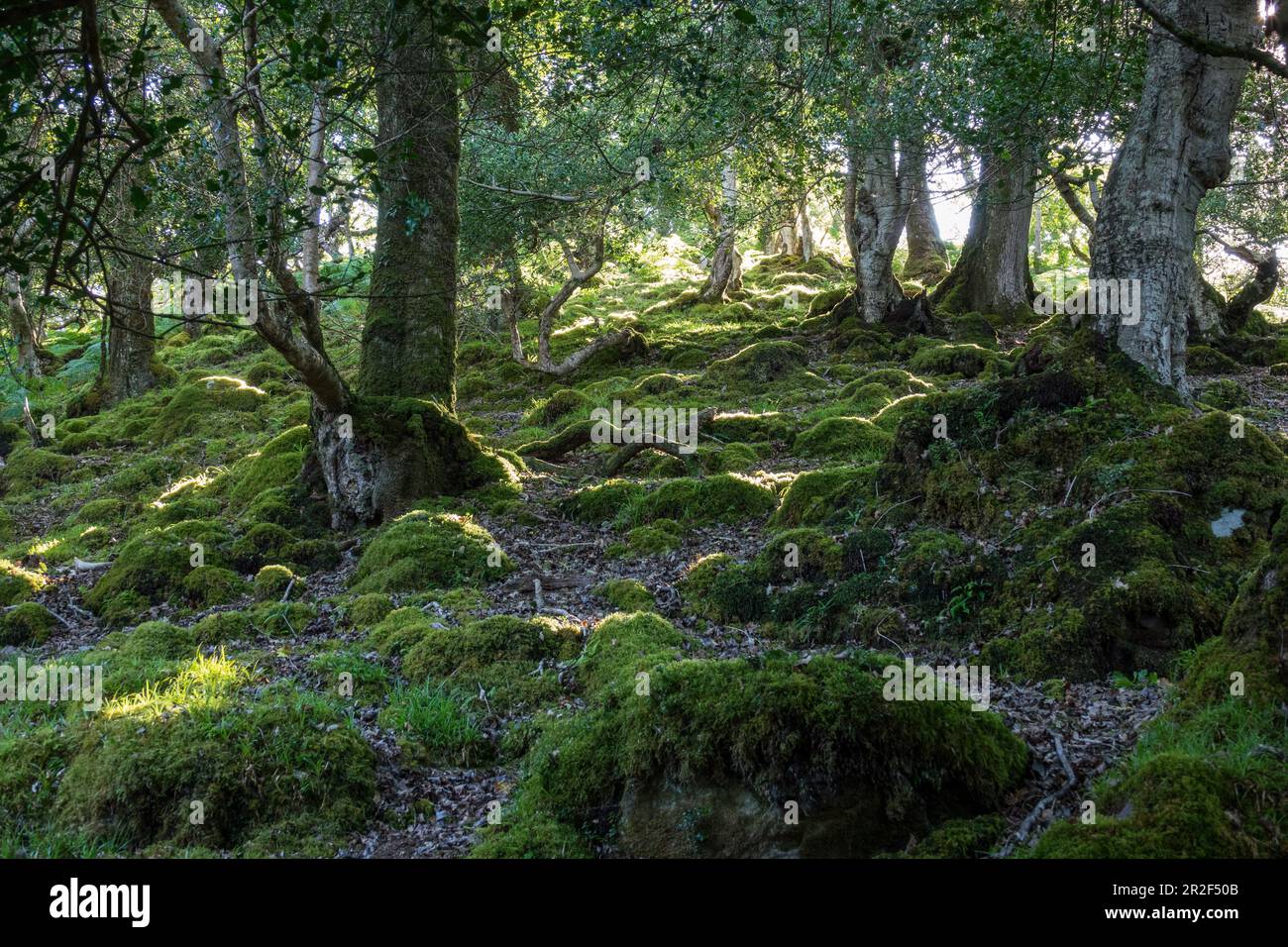 Tomies Woods, parc national de Killarney, comté de Kerry, Irlande, Europe Banque D'Images