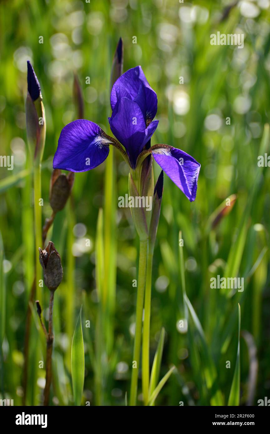 Les iris du drapeau bleu, également appelés iris japonais, fleurissent en Virginie, aux États-Unis. Banque D'Images
