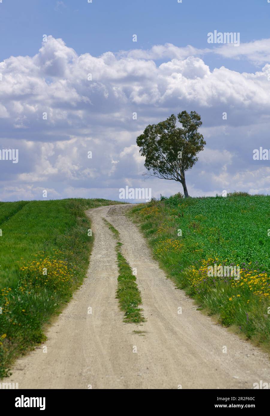 Un chemin de terre traverse un champ de blé vert avec un arbre à l'horizon en Sicile, Italie Banque D'Images