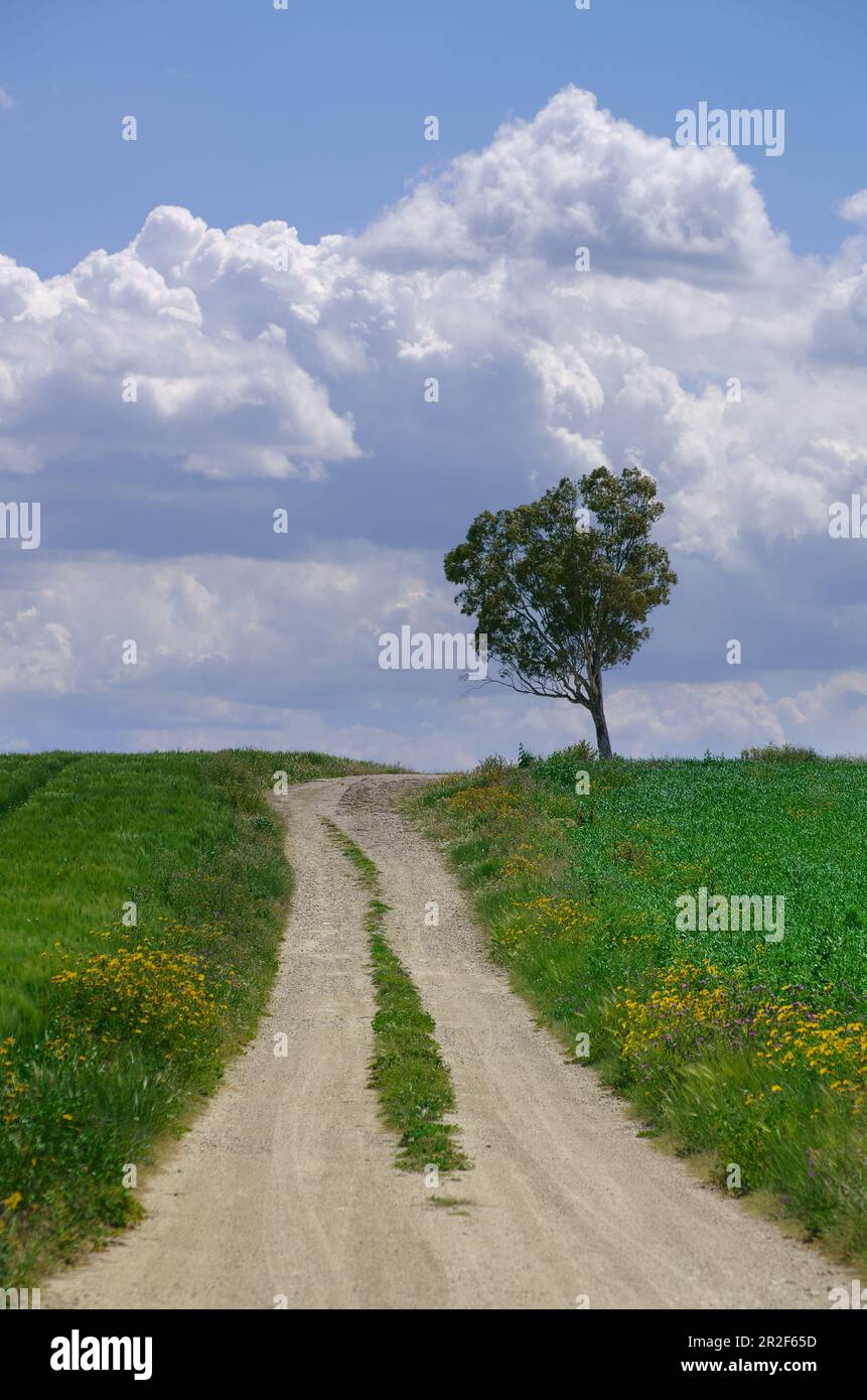 Un chemin de terre traverse un champ de blé vert avec un arbre à l'horizon en Sicile, Italie Banque D'Images