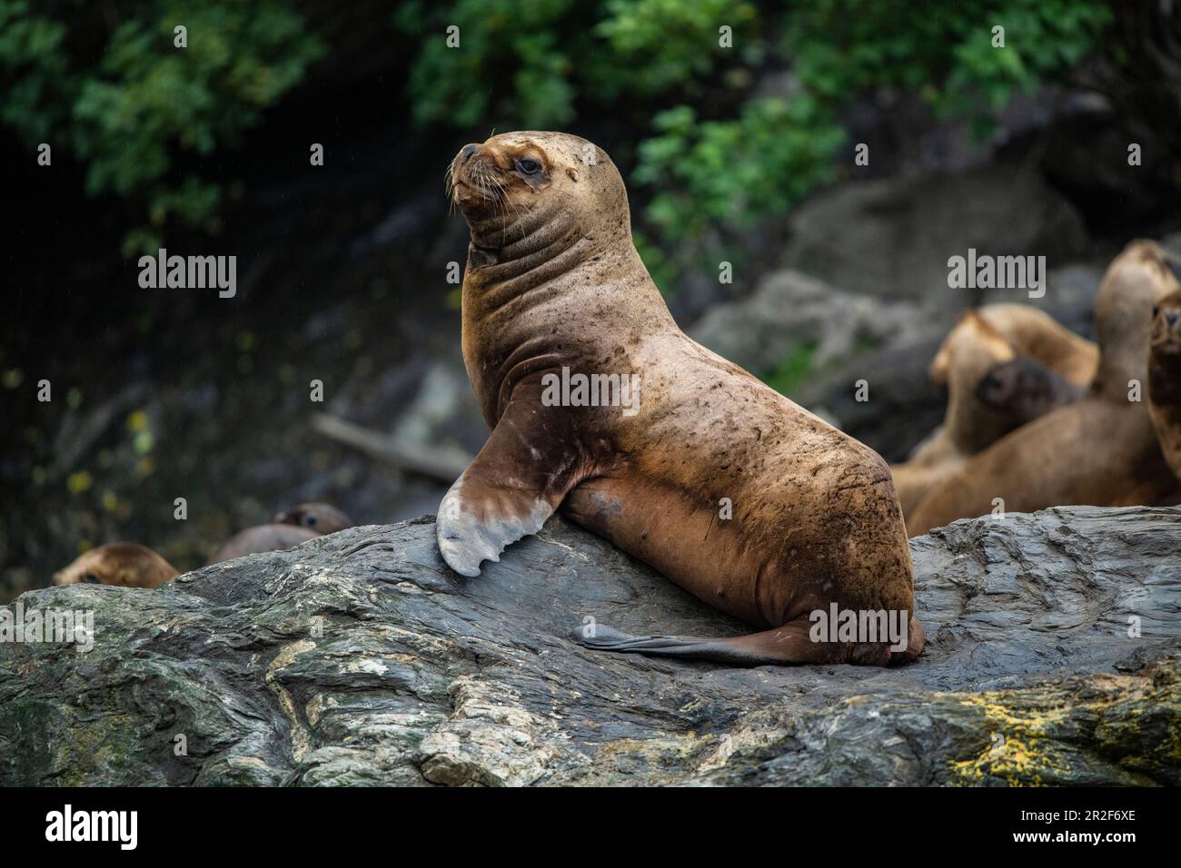 Un lion de mer d'Amérique du Sud (aussi Patagonien) (Otaria flavescens) repose sur un rocher près du front de glacier, le glacier Garibaldi, près du chenal Beagle Banque D'Images