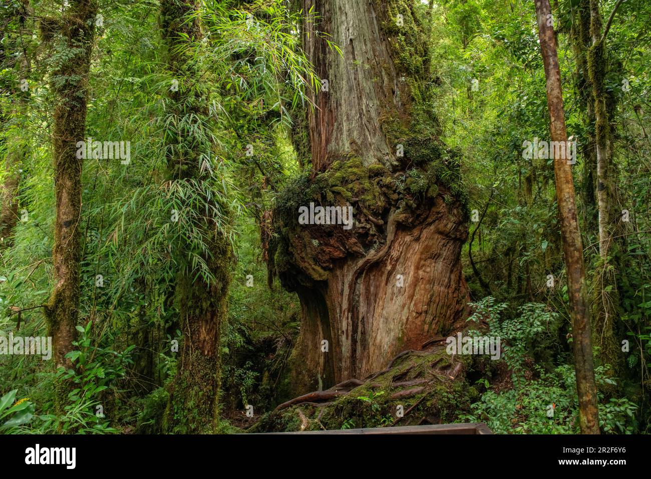Un immense tronc d'arbre, ronlé, se dresse près d'un chemin en bois, Chaitén, Los Lagos, Patagonie, Chili, Amérique du Sud Banque D'Images