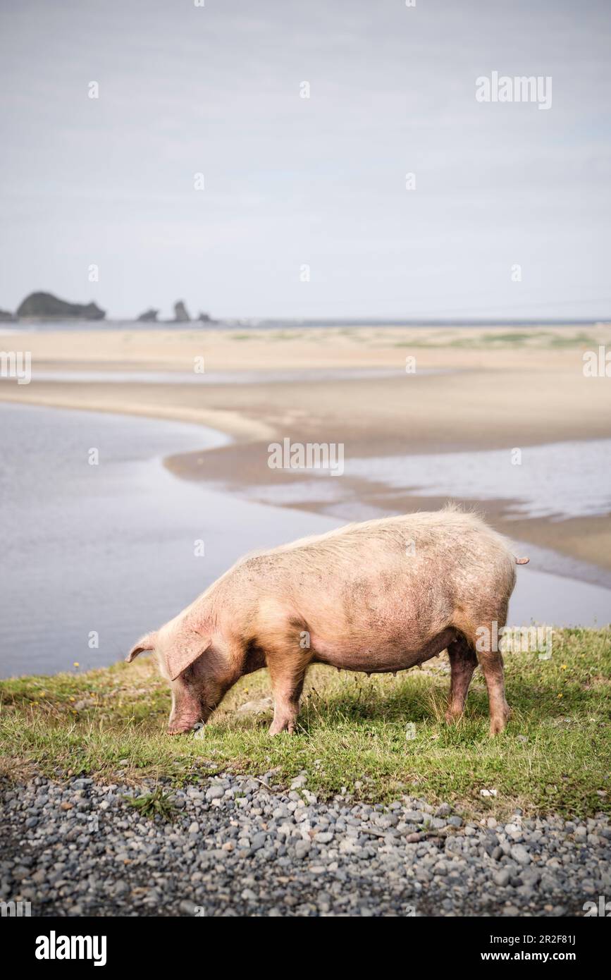 Les cochons de l'aire de répartition se broutent sur la plage Playa Bahia Mansa, au Chili, dans le Pacifique Sud, dans l'océan Pacifique, en Amérique du Sud Banque D'Images