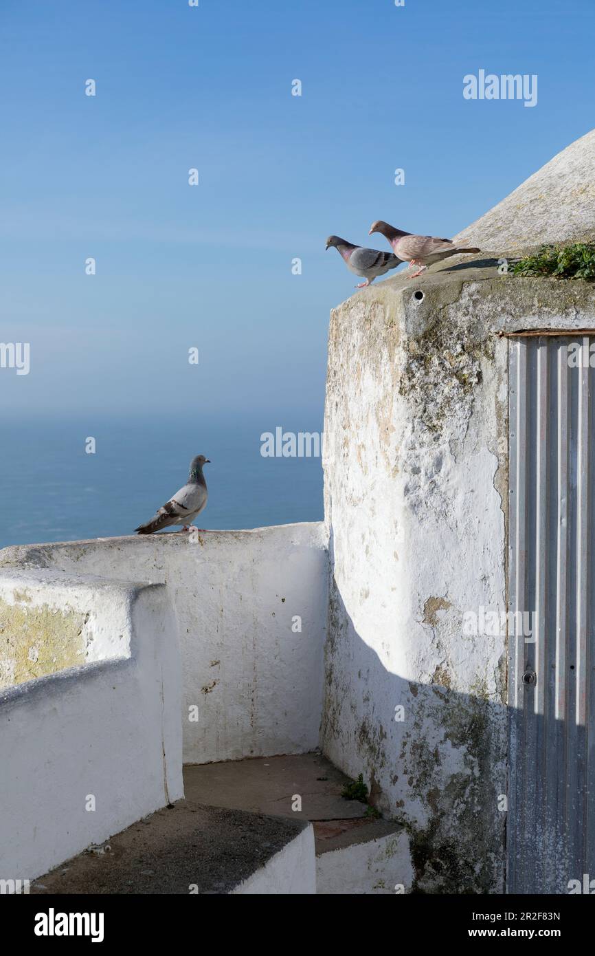Europe, Portugal, région d'Oeste, Nazaré, Miradouro de Sao bras point de vue (détail du mur avec des Pigeons) Banque D'Images