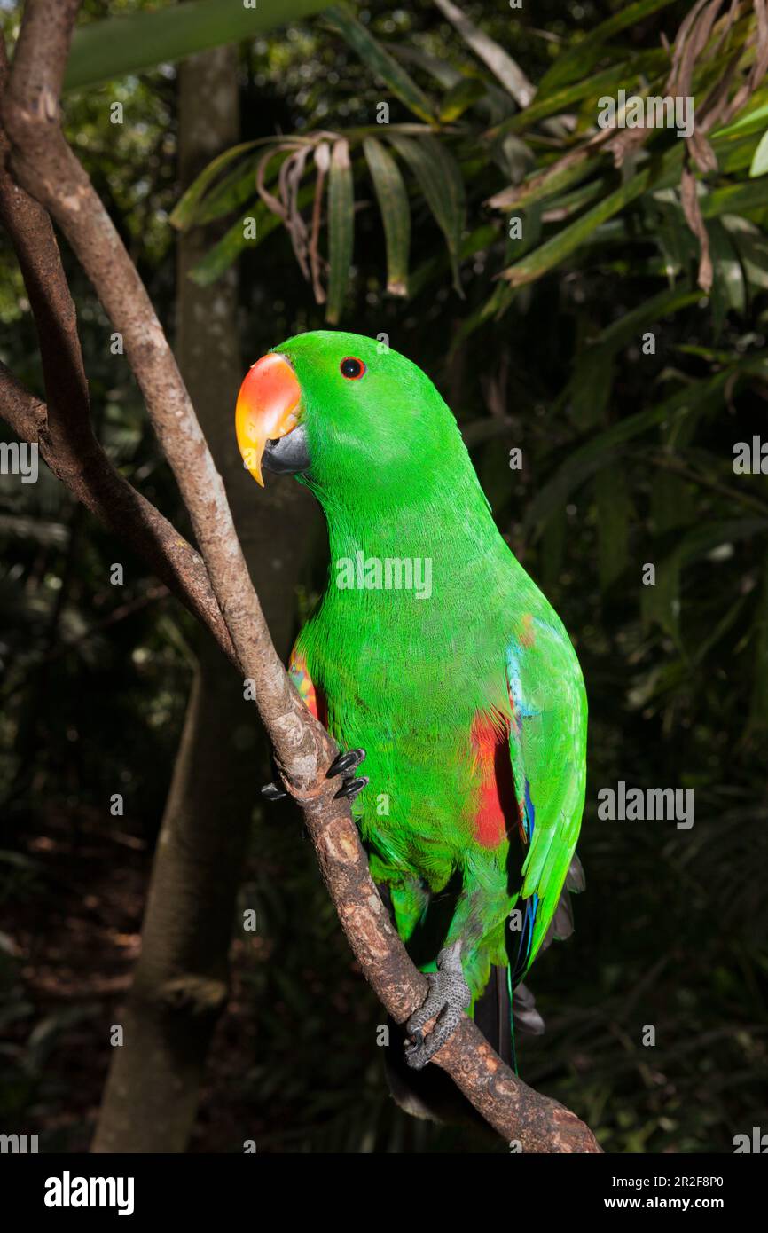 Perroquet doux, Eclectus roratus, Papouasie-Nouvelle-Guinée Banque D'Images