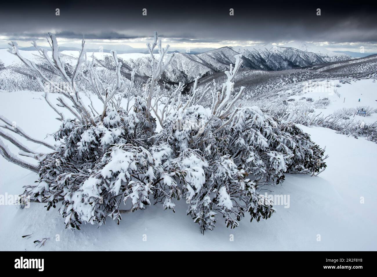 Eucalyptus de neige après une tempête de neige dans le Mt. Domaine skiable de Hotham. En arrière-plan Mt. À plumes, Victoria, Australie Banque D'Images