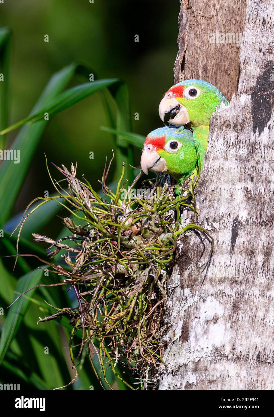 De grands poussins de perroquet rouge (Amazona autumnalis) dans leur trou de nidification. Photo de Laguna Lagarto, Costa Rica. Banque D'Images