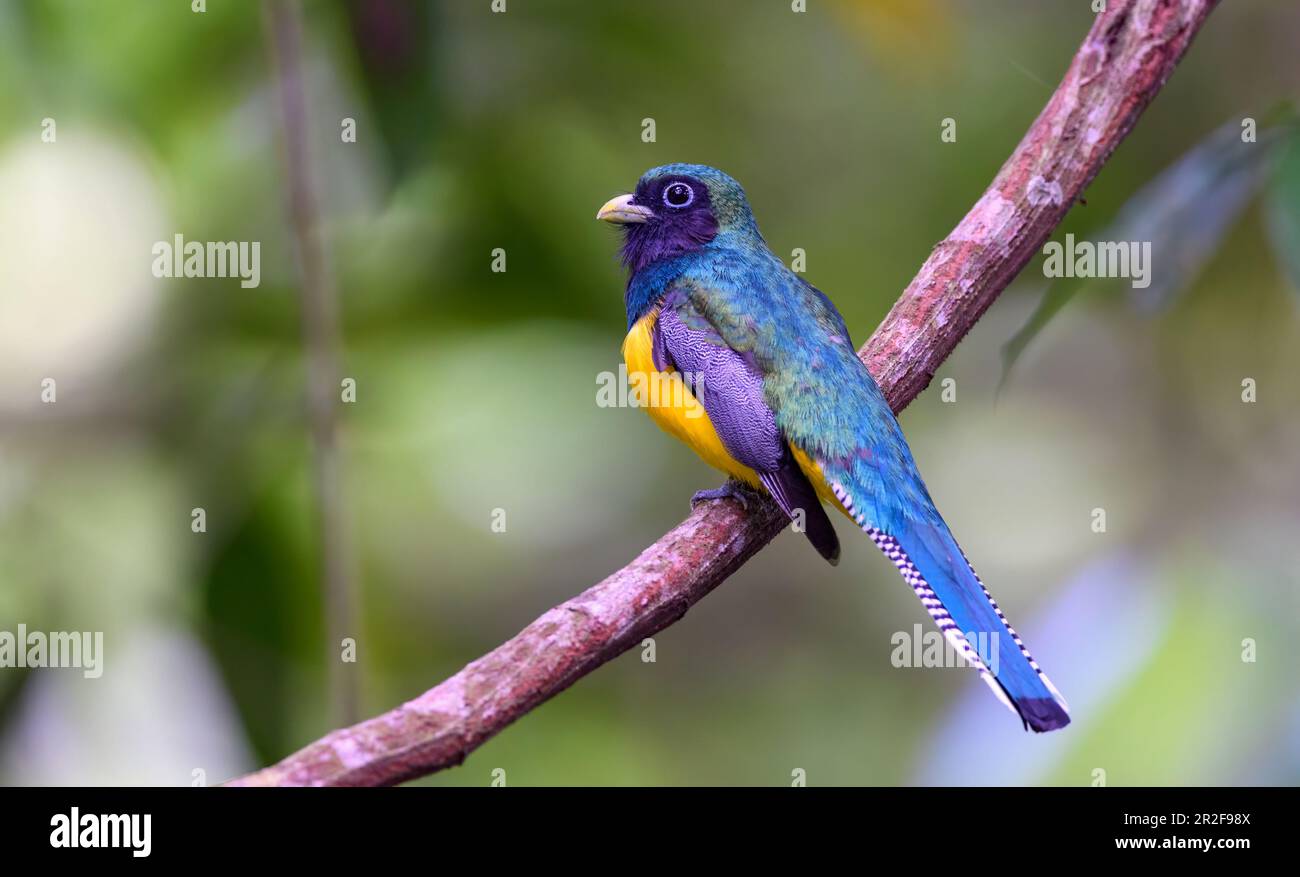 Garbtered trogon (Trogon caligatus, homme) de Las Arrieras, Sarapiqui, Costa Rica. Banque D'Images