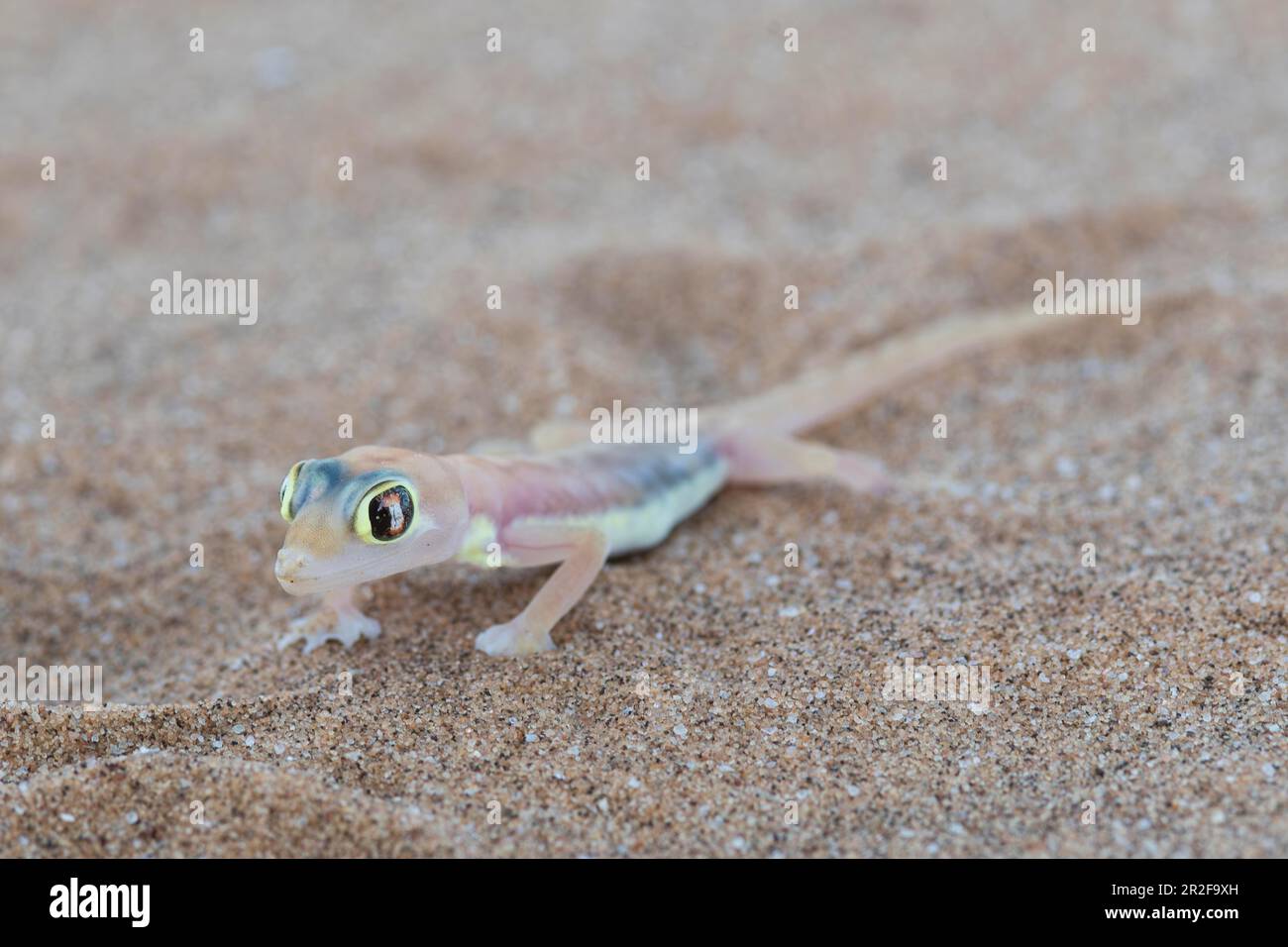 Namib Sand gecko (Pachydactylus rangei) ou palmato gecko, parc national de Dorob, désert de Namib, Namibie Banque D'Images